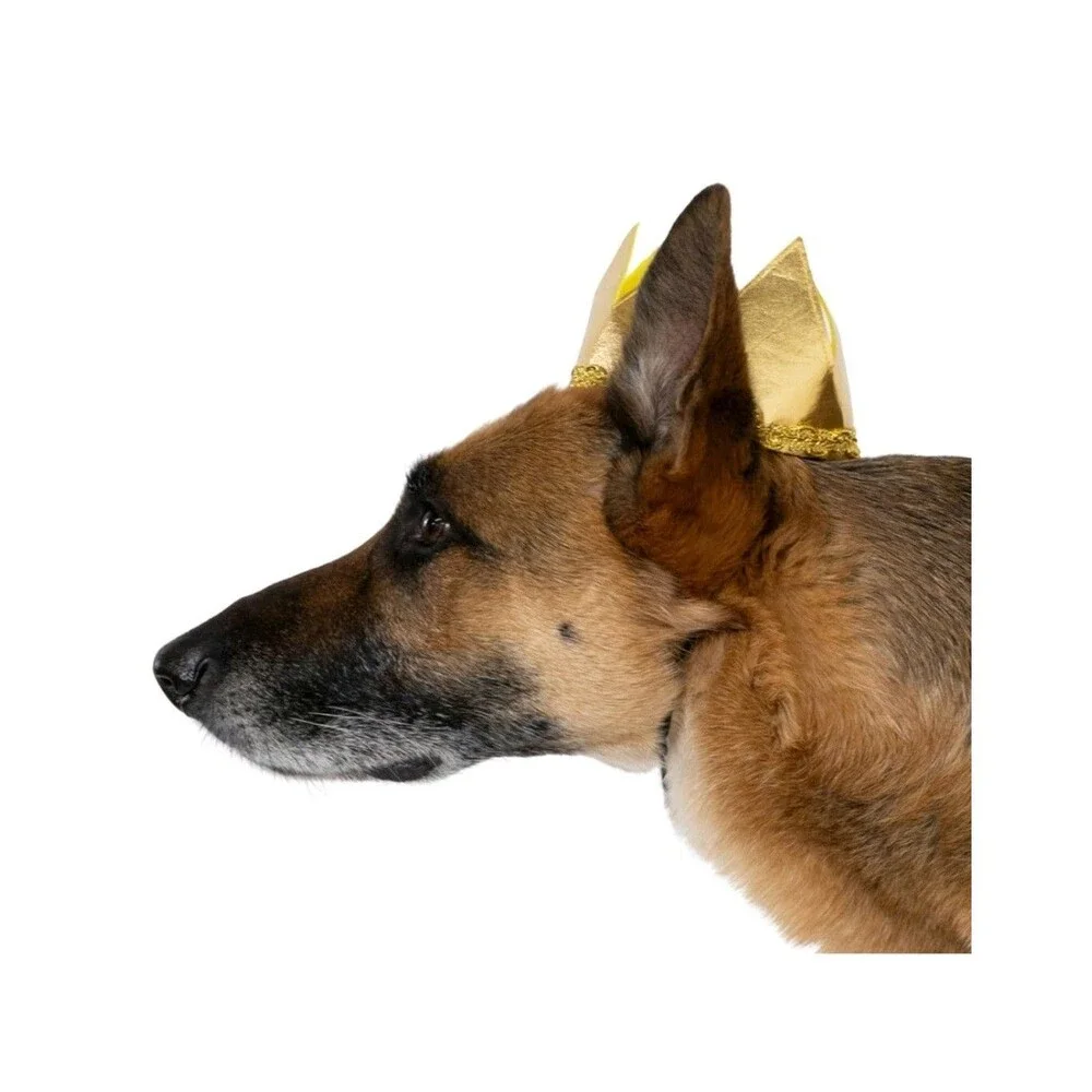 Vibrant Life Good Witch Dog/Pet Halloween Costume Hat & Outfit Size L (50-90Lbs)